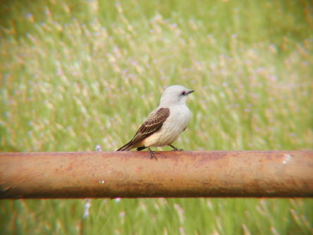 Kurt Horsley's attachment for post 67237