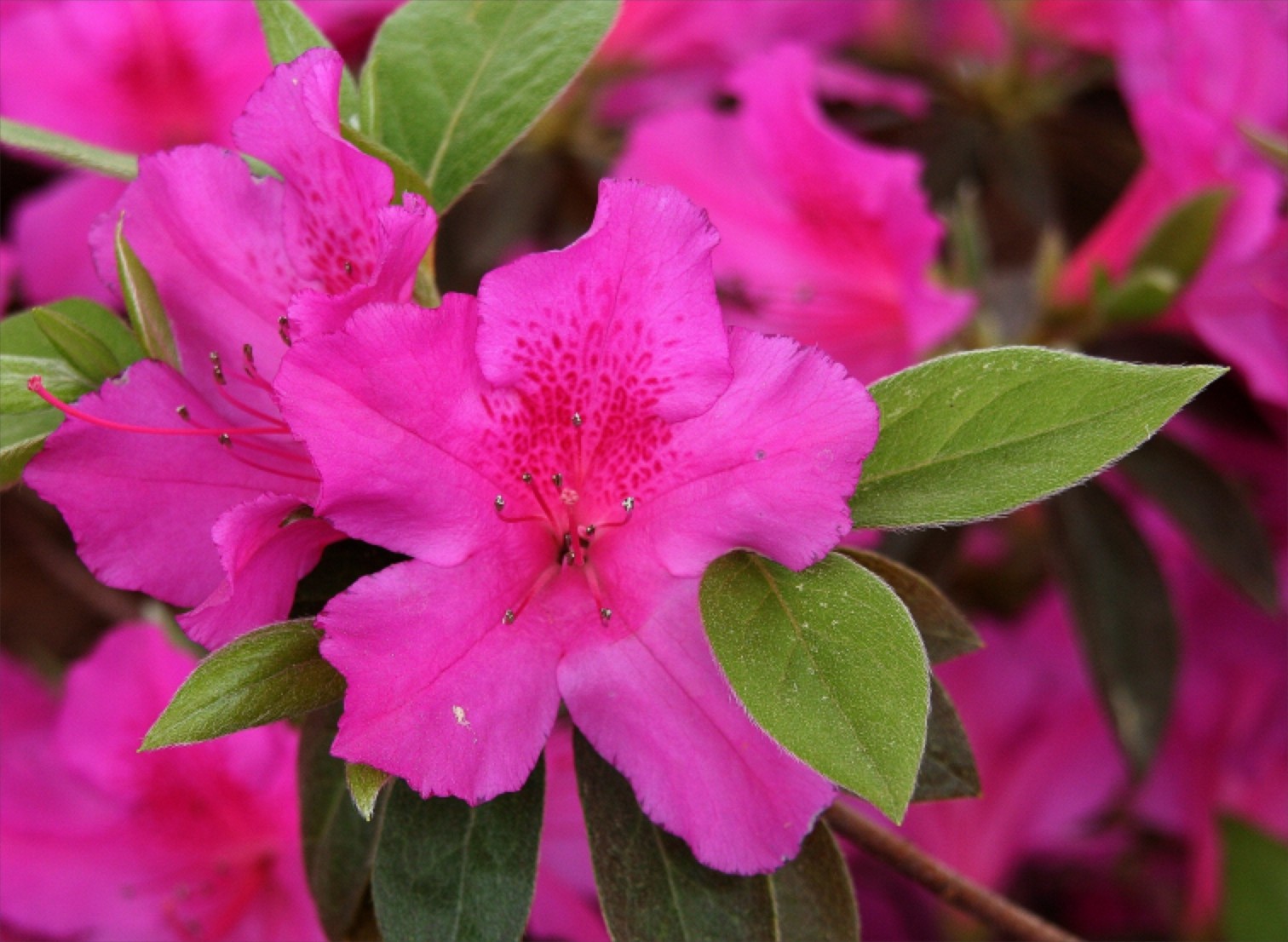 Spring Azalia