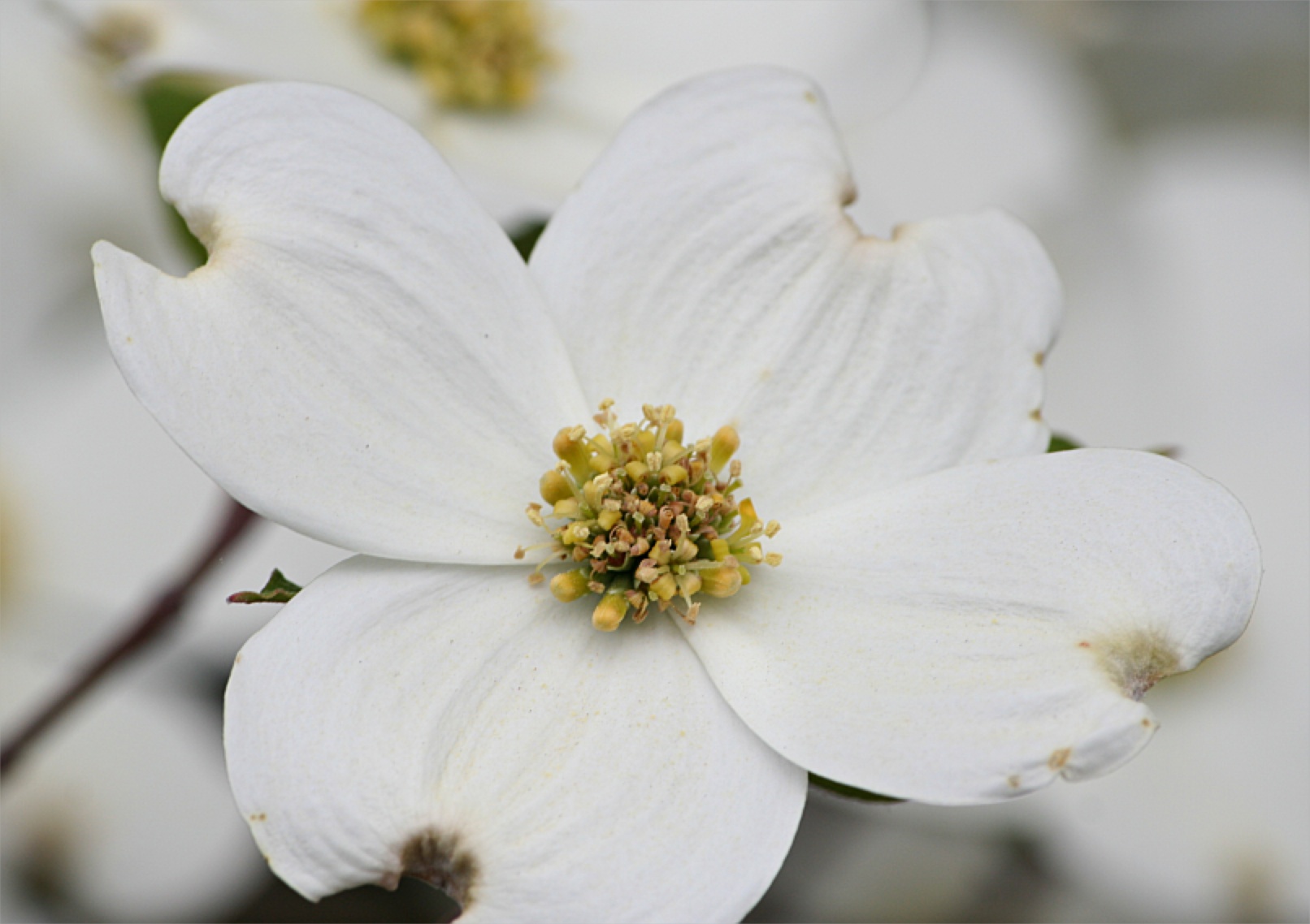 Spring Dogwood