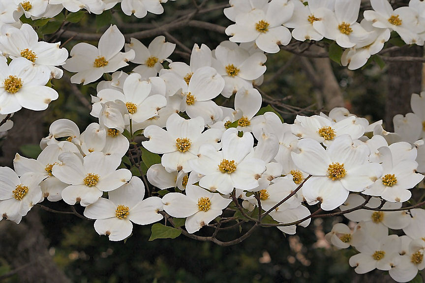 Dogwood cluster