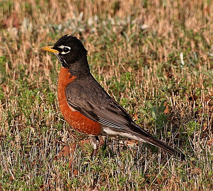 Robin in Augusta, GA