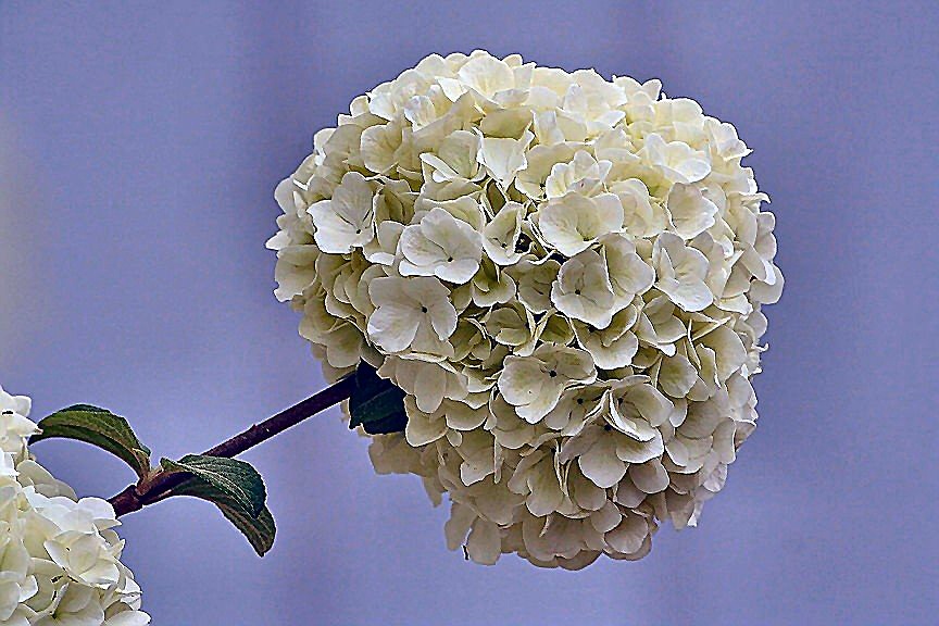 Snowball Tree Cluster