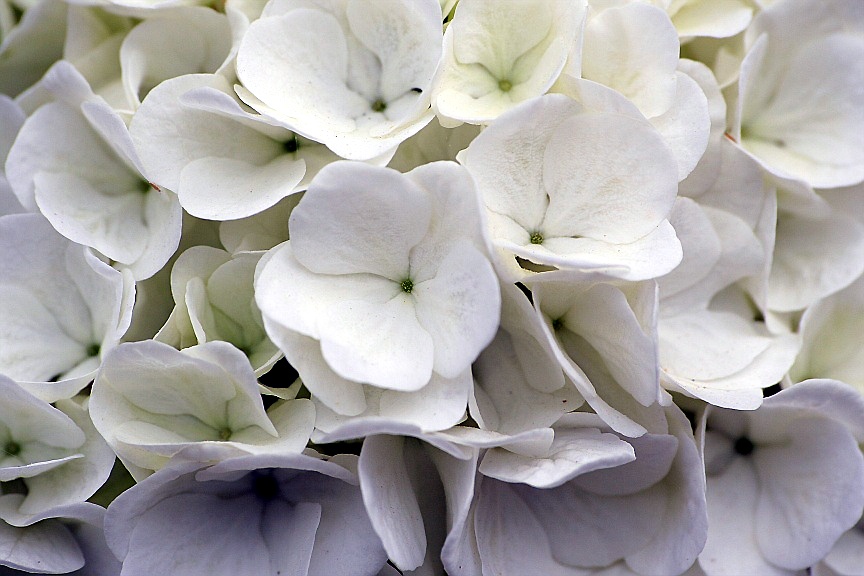 Single Snowball flower