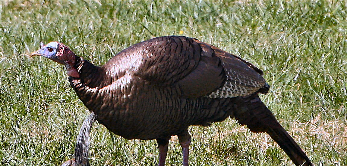 Wild Turkey