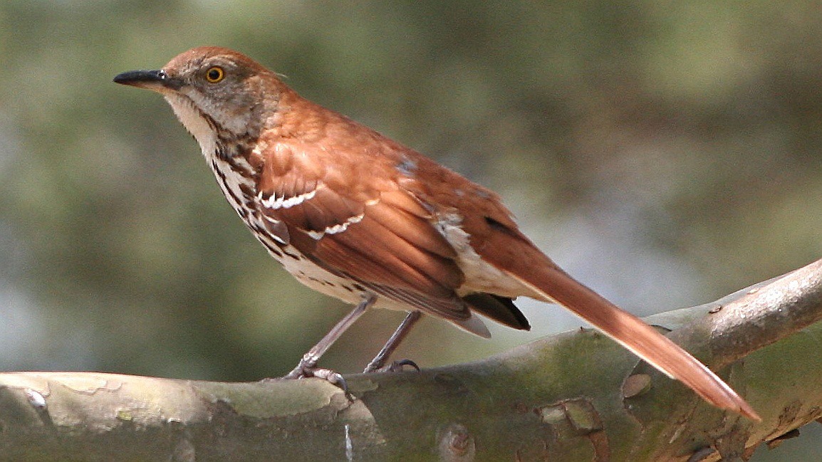 Brown Thrasher
