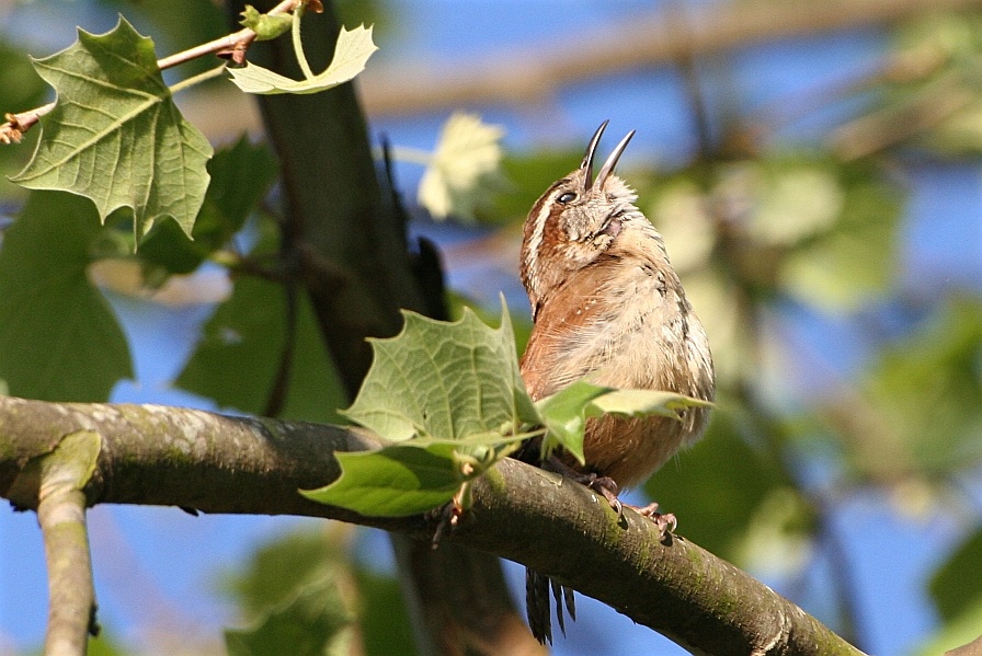 Little Bird Singing Out