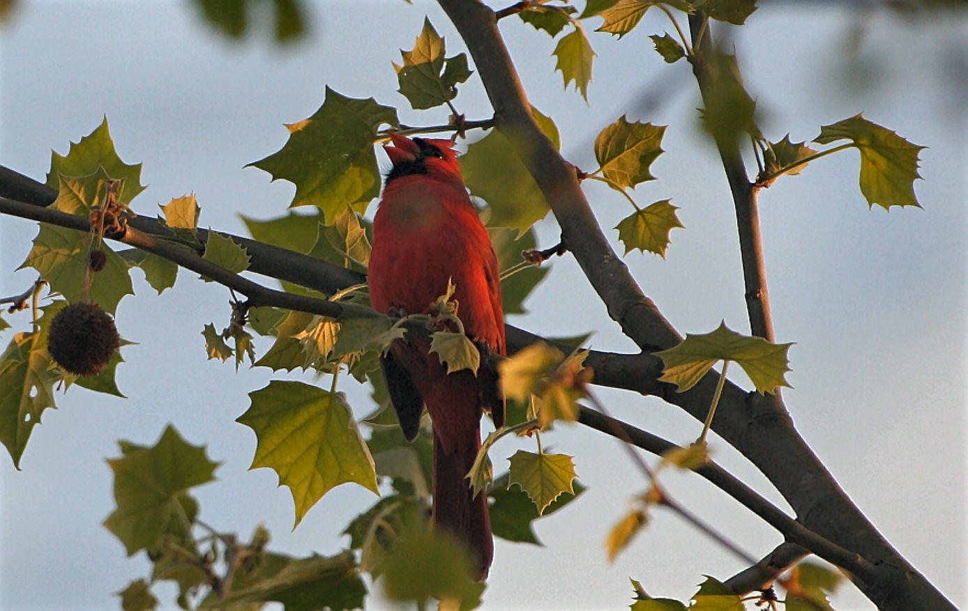 Cardinal calling for a mate