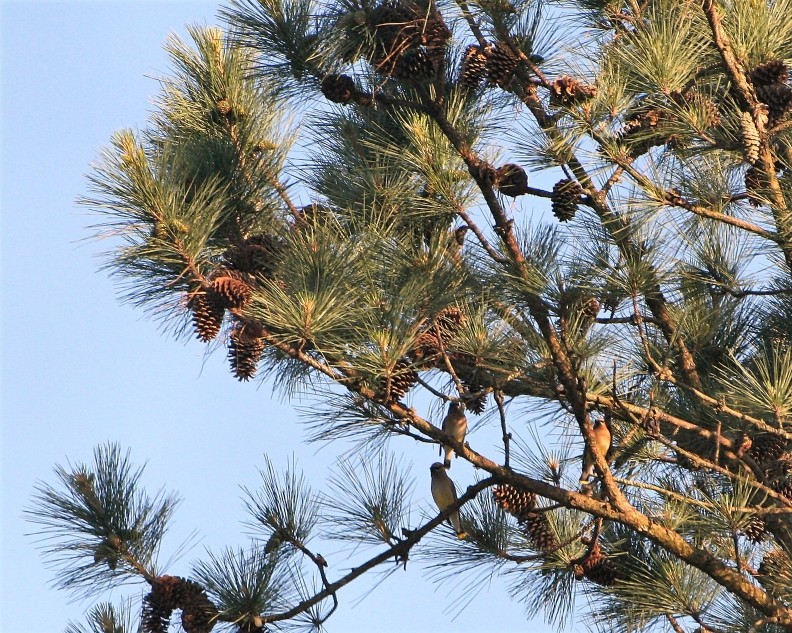 Trio in the Tree
