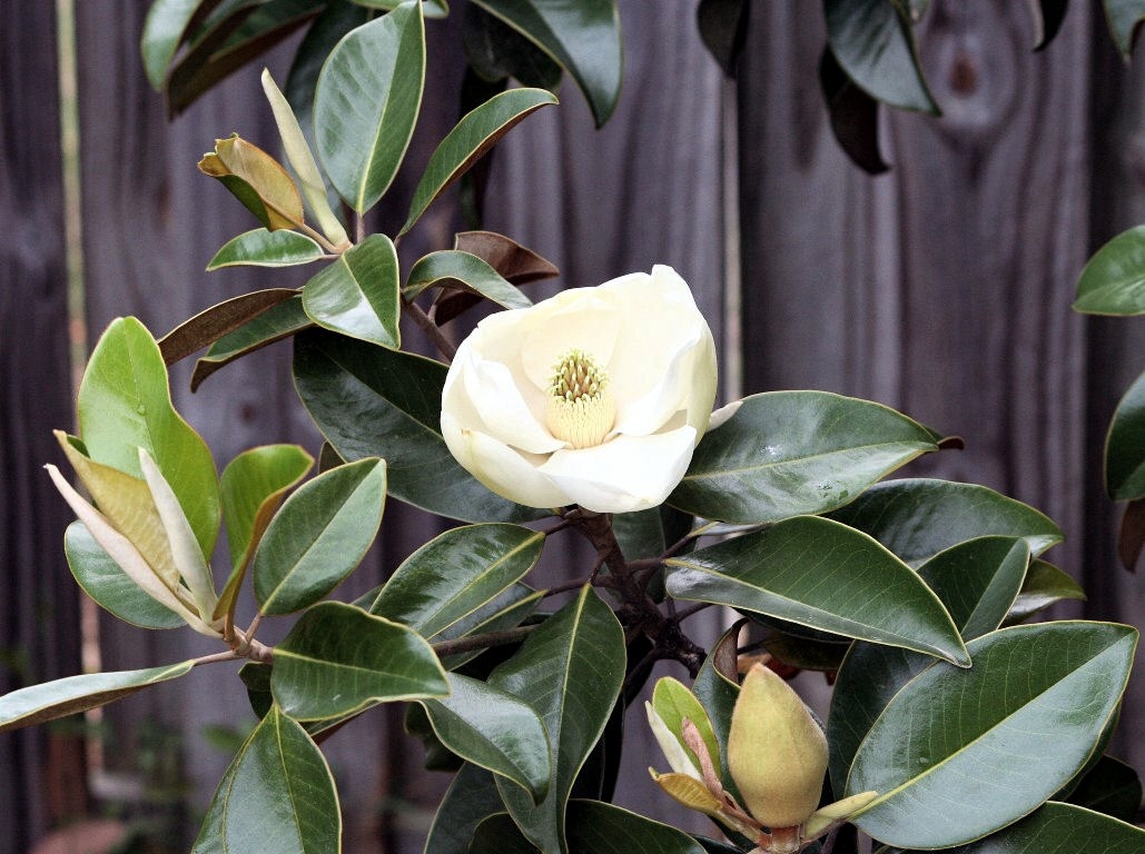 Ahhh, Sweet Magnolia