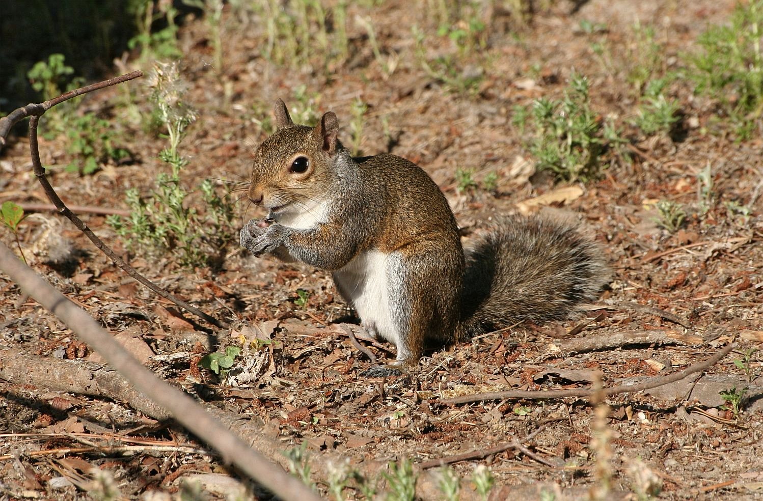Squirrel