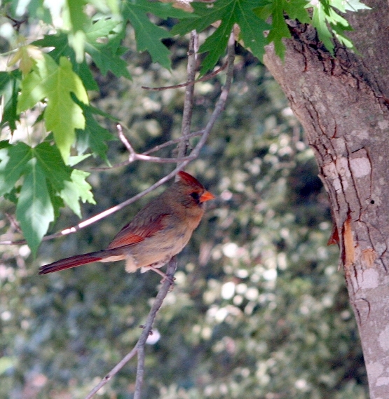 Cardinal-Female