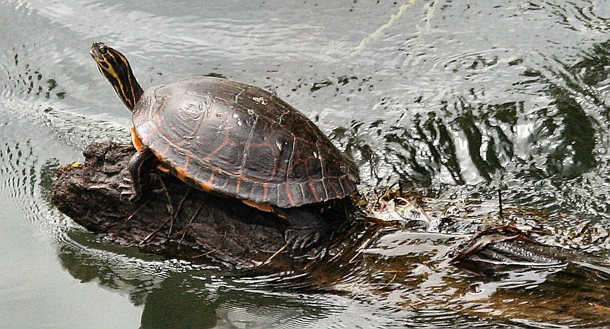 Snapper Turtle