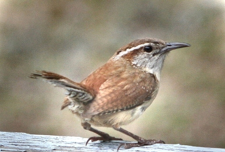 Carolina Wrem