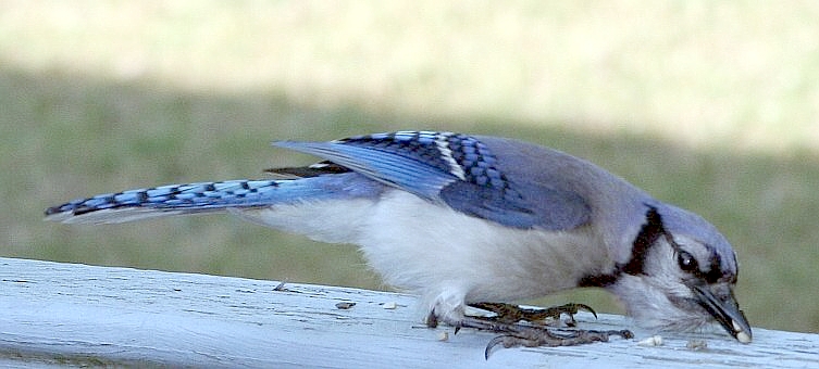 Blue Jay Up-Close