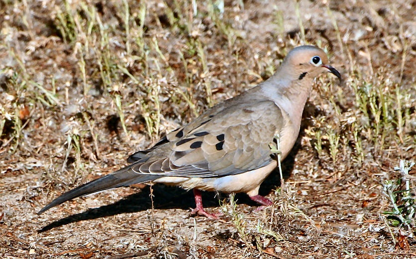 Morning Dove