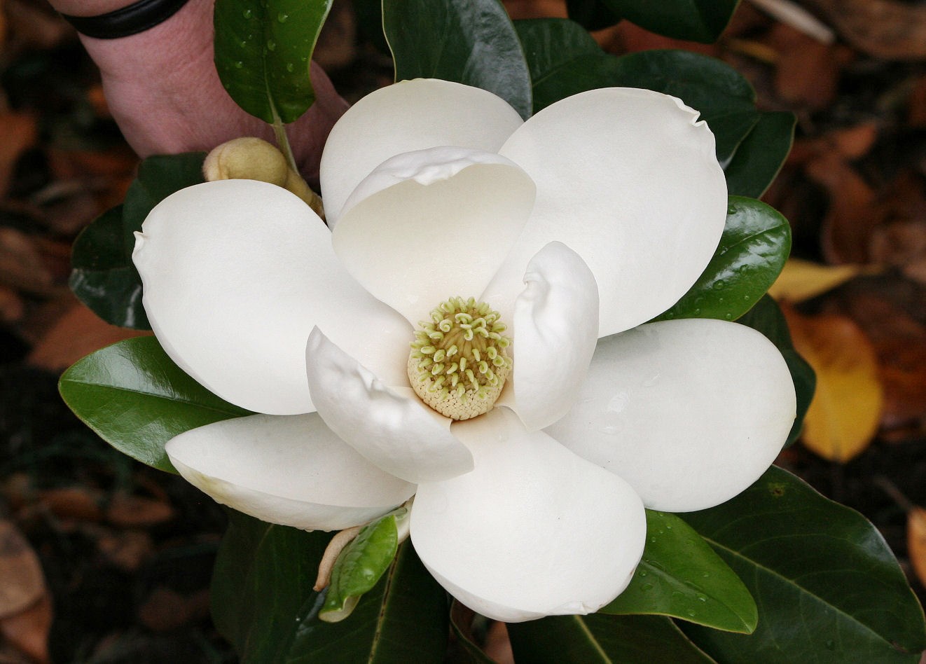 Sweet Magnolia on Mothers Day