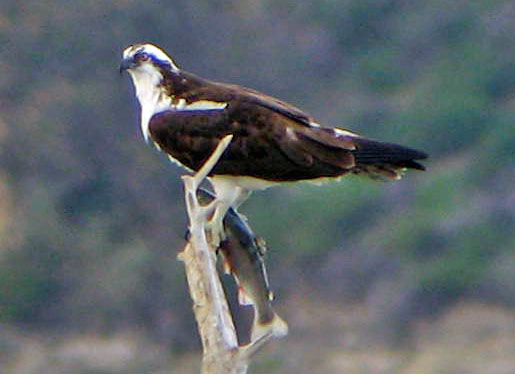Osprey with catch