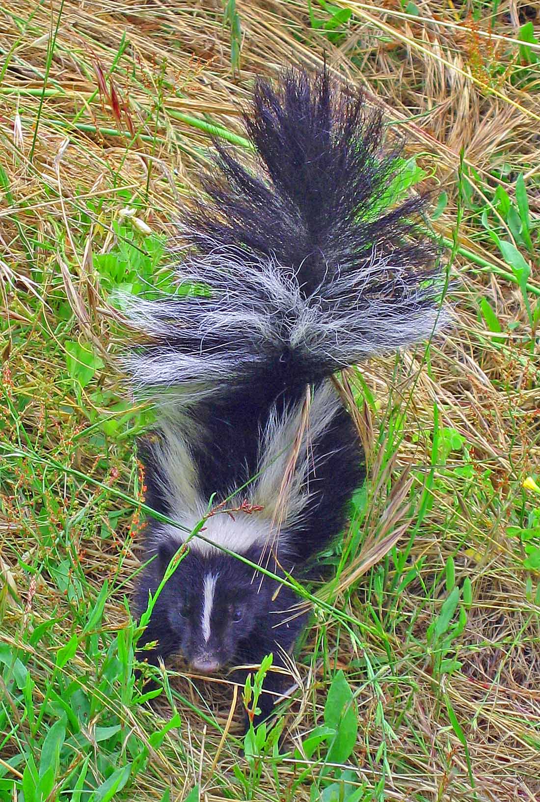Baby skunk