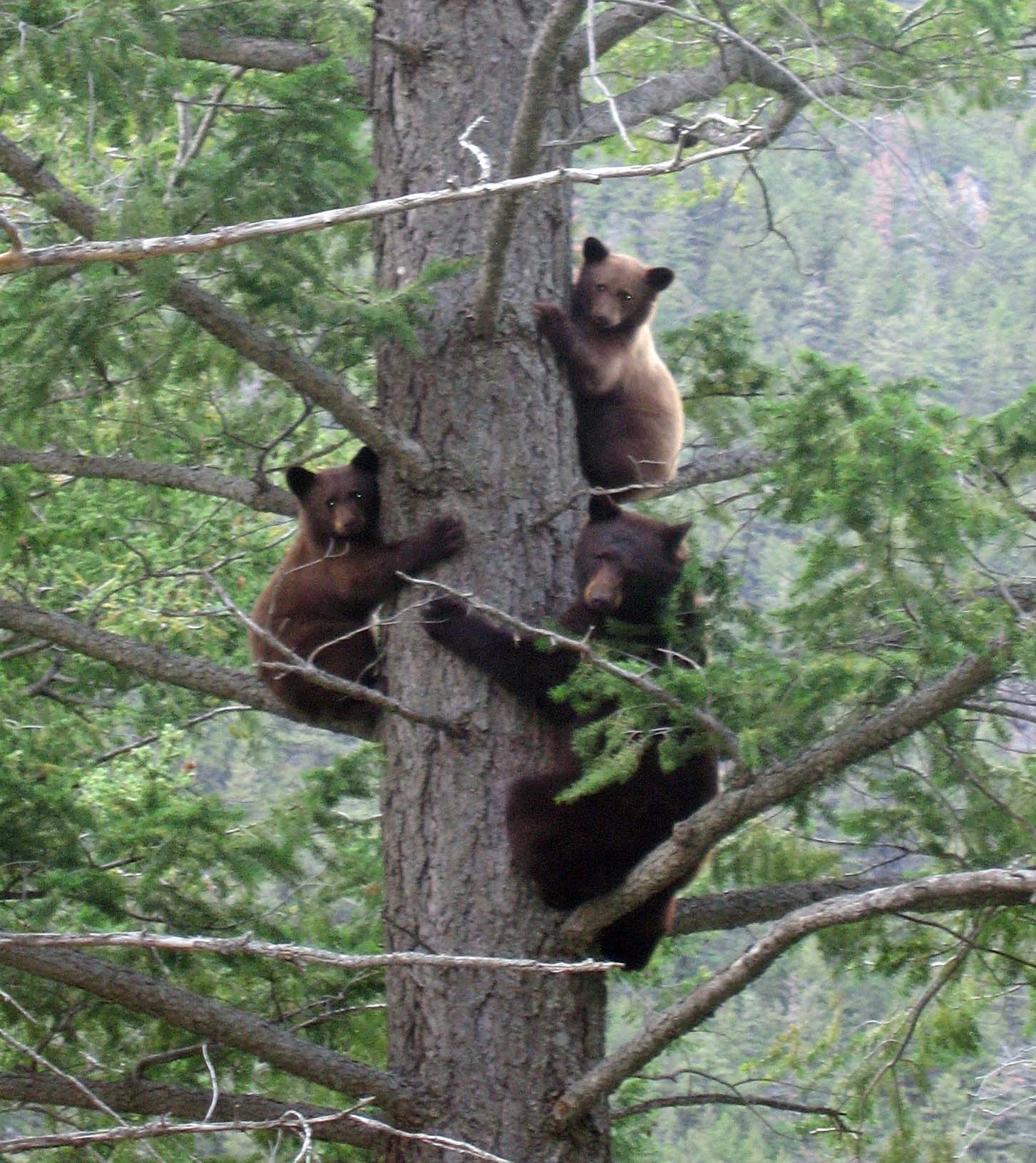 Three Bears