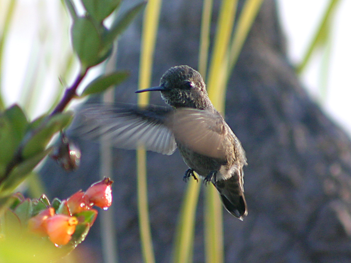 Hummer
