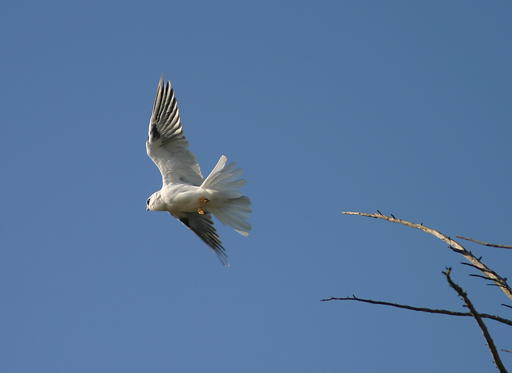 Kite