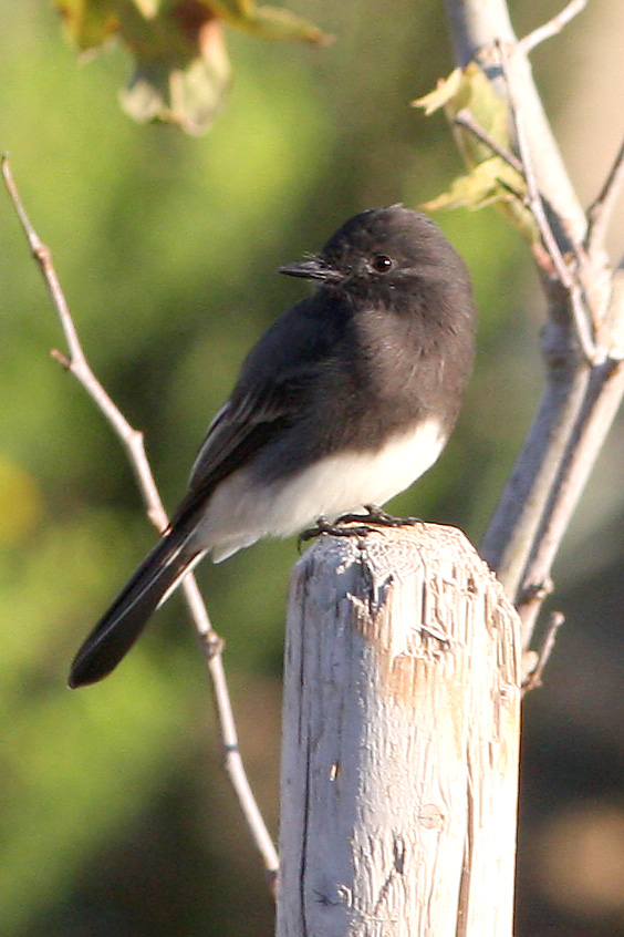 Black Phoebe