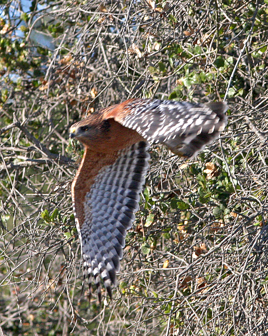 Flying Red Shoulder