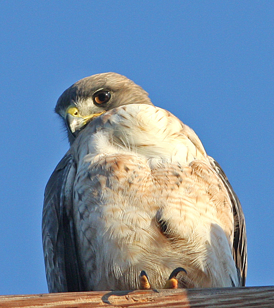 Who you lookin at?