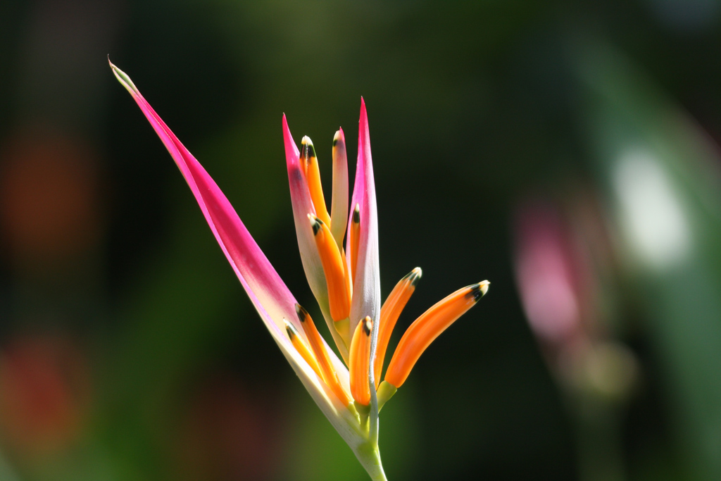 Sunrise Heliconia