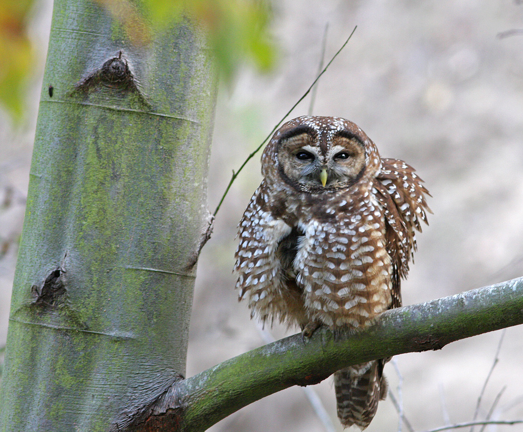 Spotted Owl