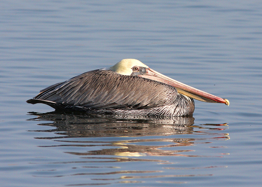 Pelican Pie
