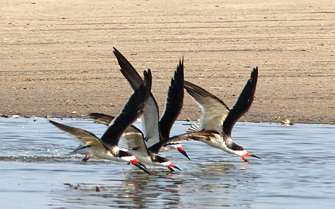 Black Skimmers