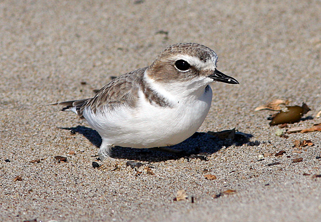 Snowy Plover