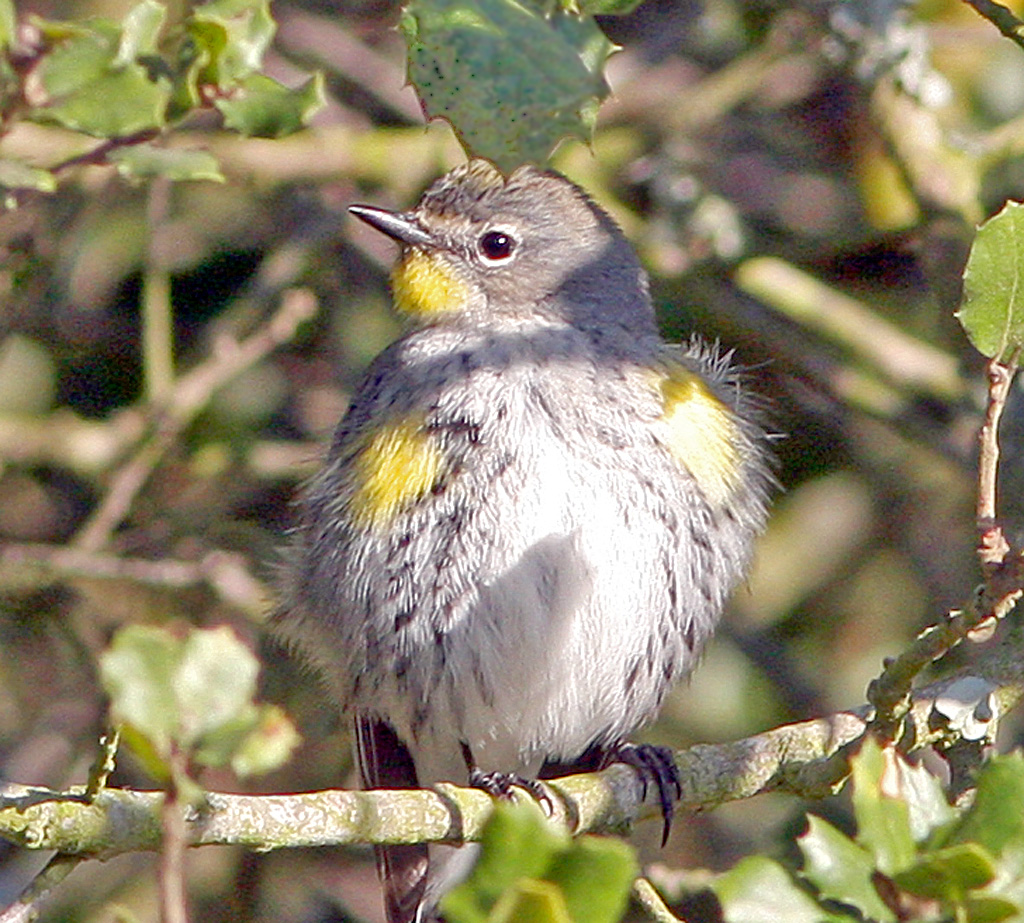 Yellow rump