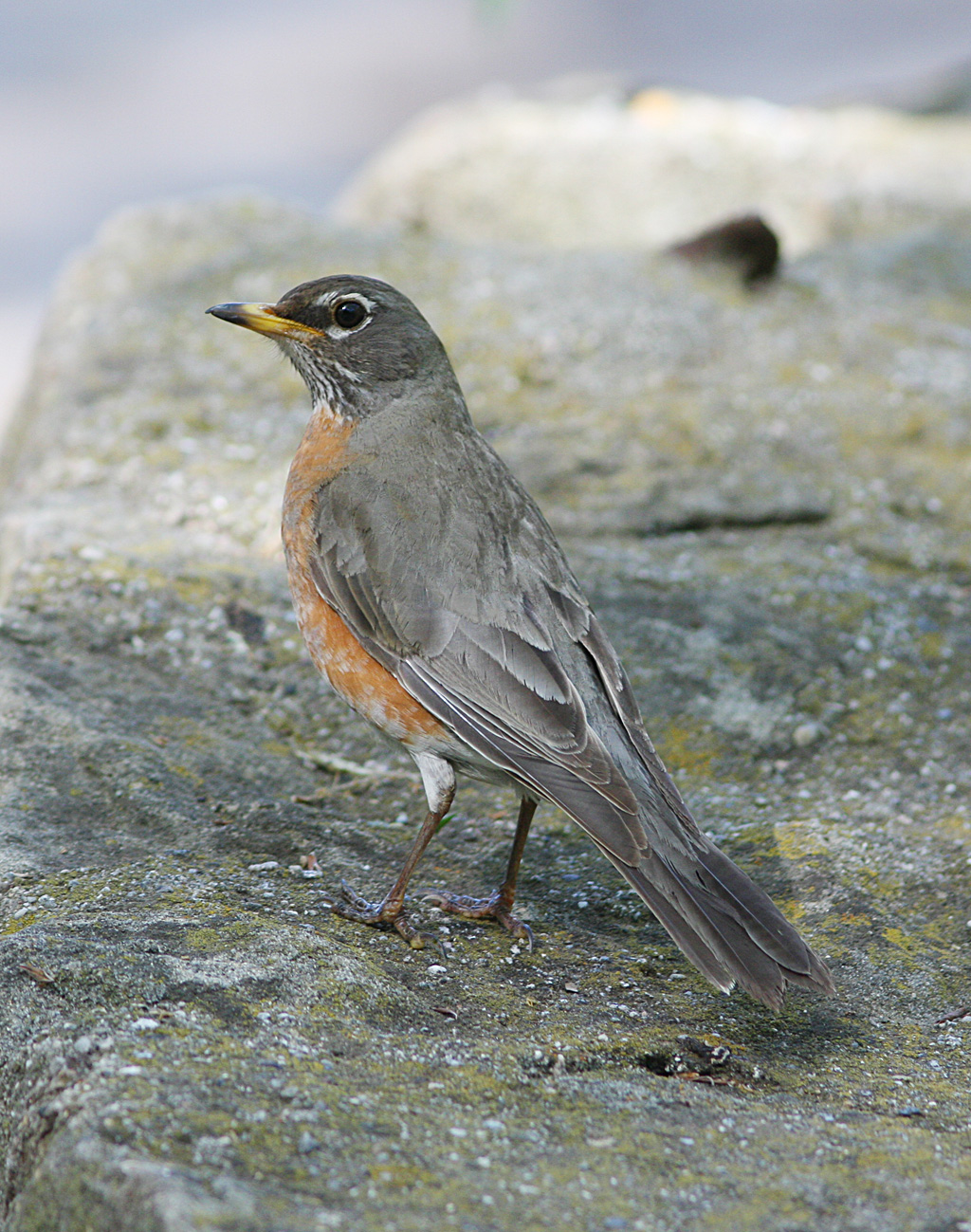 Rockin Robin