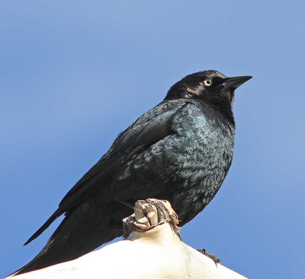 Blackbird