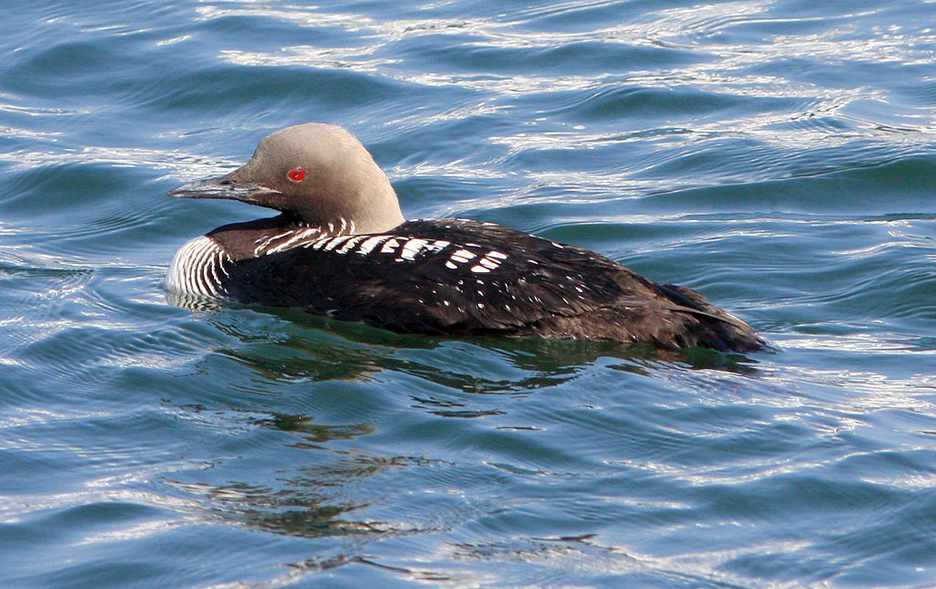 Loon