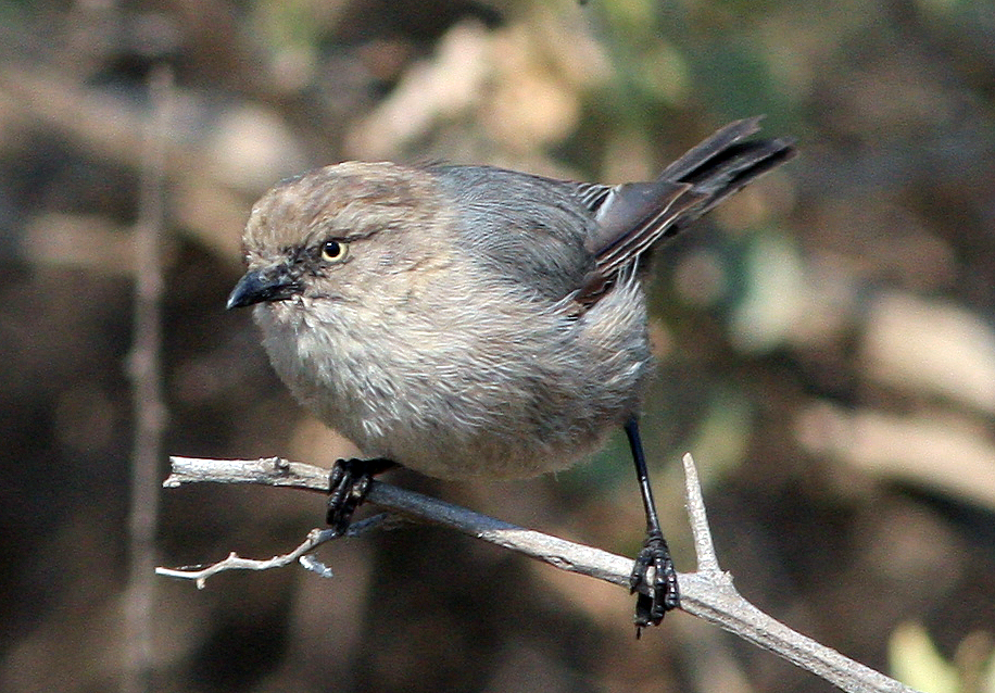 Bushtit
