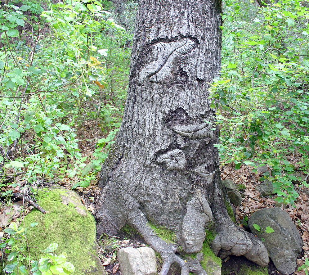 Scarred tree