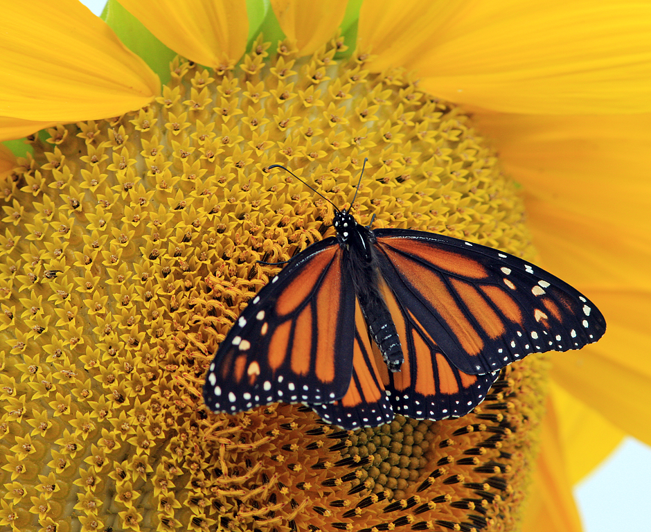 Sunny Butterfly