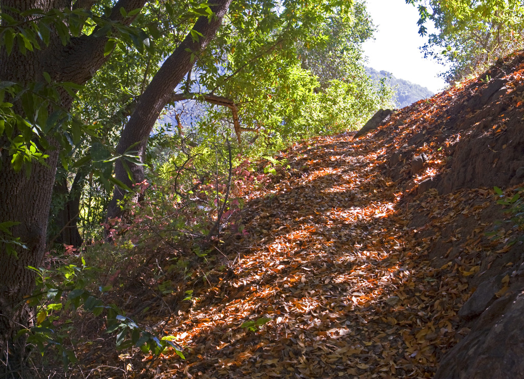Path