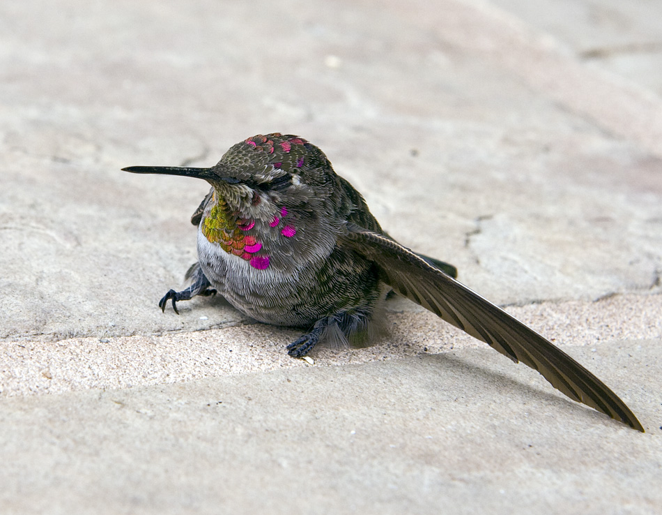 Banged Hummer