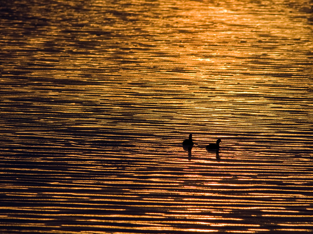 Coot River