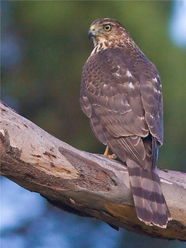 Coopers Hawk