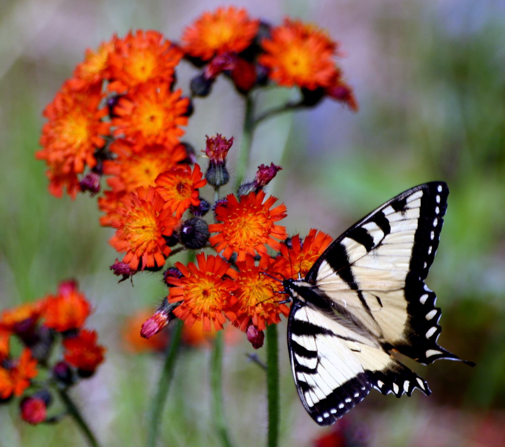 Monarch