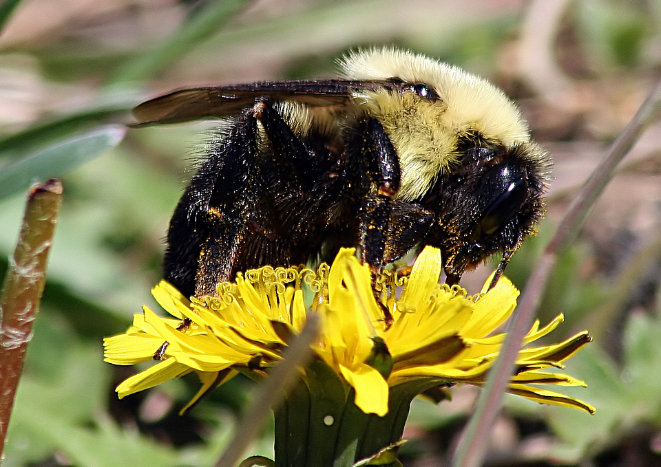 Bumblebee