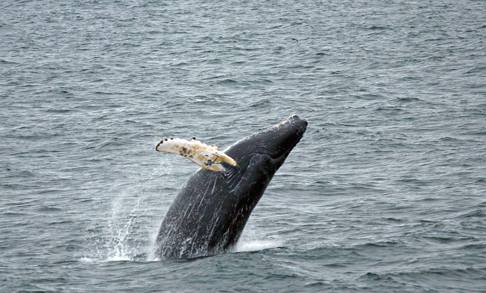 Baby Humpback