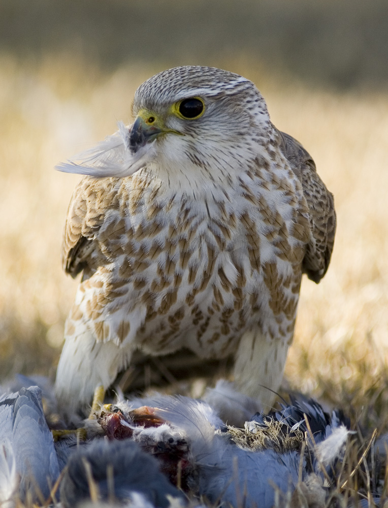 Merlin with Prey