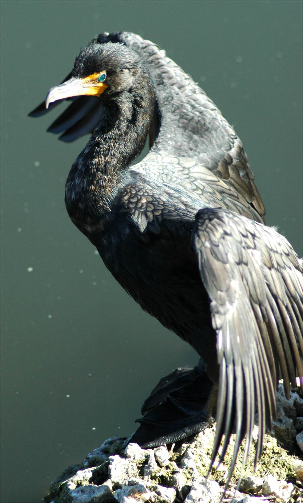 Anhinga