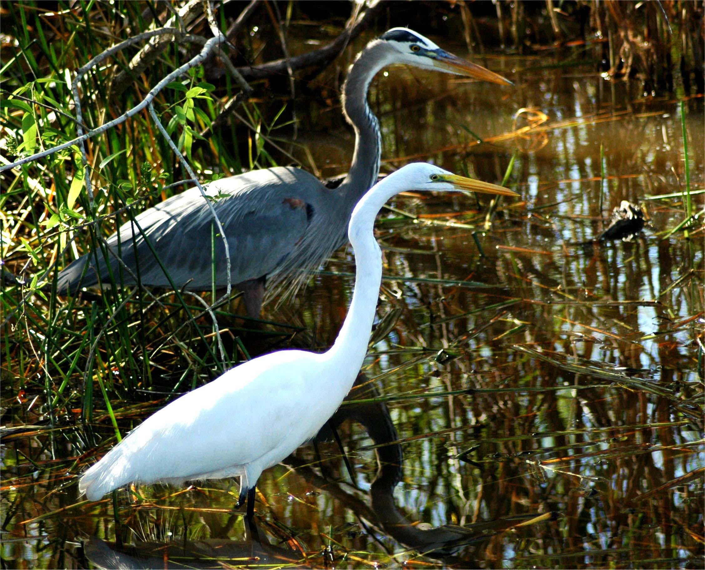 Herons